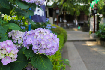 白山神社　紫陽花祭